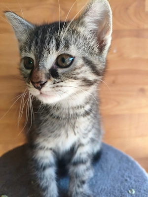 Katzen Babys 2 Stück 1 Kater 1 Weibchen abzugeben 