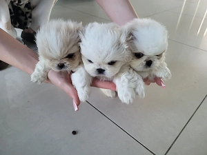 Reinrassige Mini Pekinesewelpen!!! Bild 7