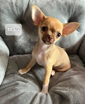 Chihuahua Welpen 