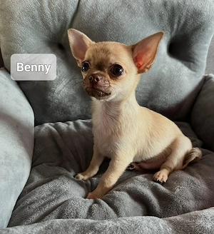 Chihuahua Welpen 