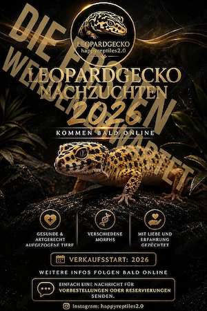 Leopardgecko Nachzuchten 2026