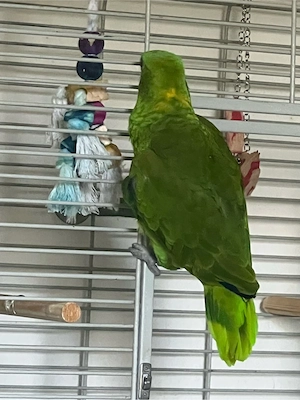 yello naped amazon papagei