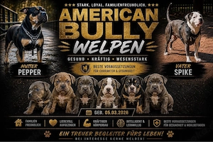 American Bully Welpen XL 
