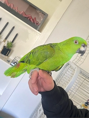 Yellow naped Amazon