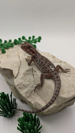 Bartagamen Hypo Red Organge  Dark Red Leatherback NZ26 Red Monster pogona Vitticeps 