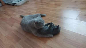Süße BKH Mix Kätzchen suchen ein liebevolles Zuhause Bild 3
