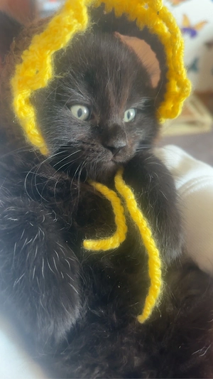 katzenbaby
