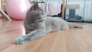Süße BKH Mix Kätzchen suchen ein liebevolles Zuhause Bild 4