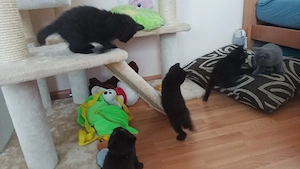 Süße BKH Mix Kätzchen suchen ein liebevolles Zuhause Bild 2