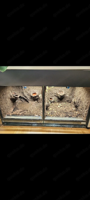 Terrarium voll ausgestattet