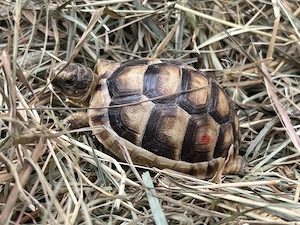 Breitrandschildkröten, griechische Landschildkröten, NZ 2025