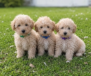 Exklusive Maltipoo Rüden   