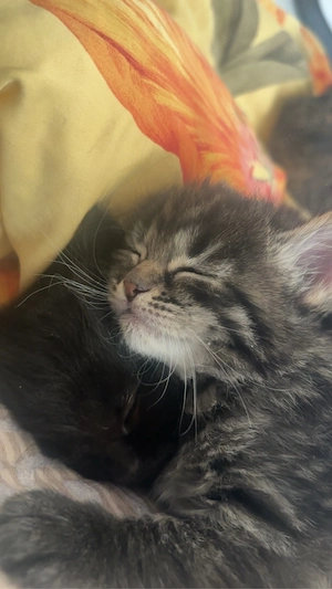 katzenbaby