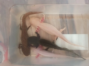 Axolotl Zum Verkaufen 