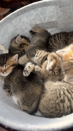 bkh kitten abzugeben 13 wochen Bild 5