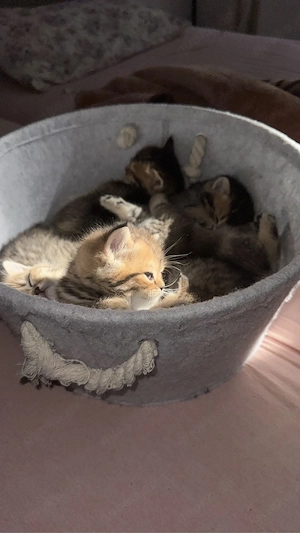 bkh kitten abzugeben 13 wochen Bild 2