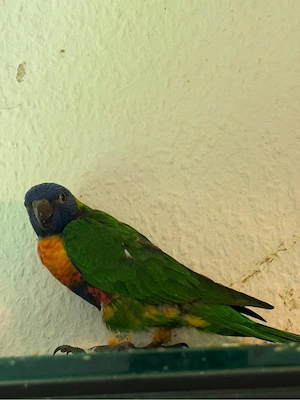 Junger Regenbogenlori Papagei   1 Monat & 3 Wochen alt Bild 4