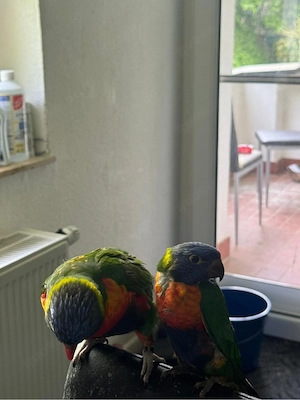 Junger Regenbogenlori Papagei   1 Monat & 3 Wochen alt Bild 2