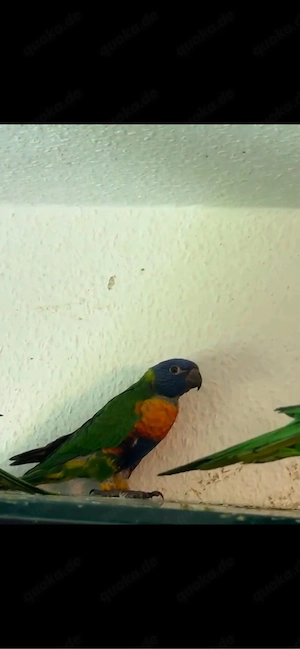 Junger Regenbogenlori Papagei   1 Monat & 3 Wochen alt Bild 5