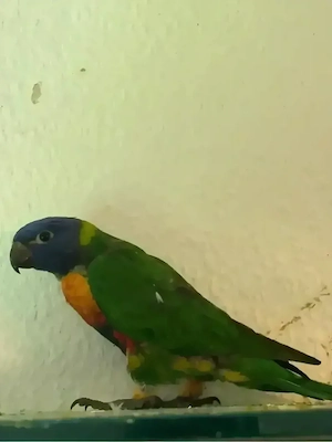 Junger Regenbogenlori Papagei   1 Monat & 3 Wochen alt