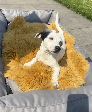 Calimero sucht eine Familie 