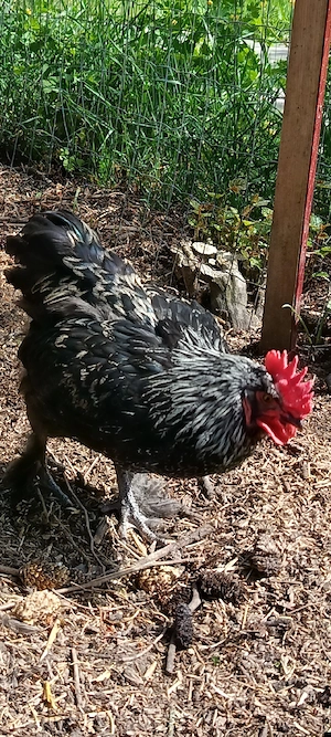 Marans Hähne Schwarz-Silber Blau-Silber 