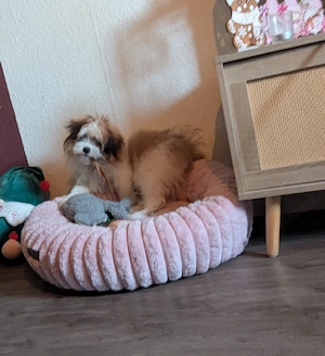 Maltipom Hündin Malteser Zwergspitz 