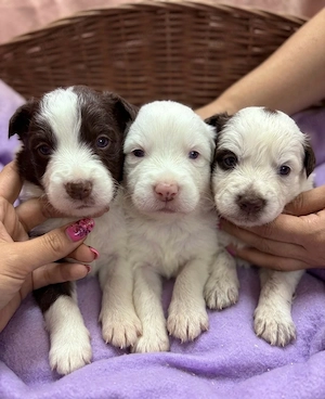 border collie welpe Stammbaum über mehrere Generationen. Vollständige Dokumentation.