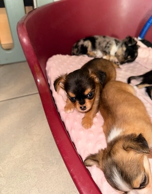Wunderschöner Langhaar Chihuahua Welpe Rüde mit Ahnentafel