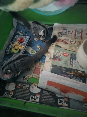 SugarGliders