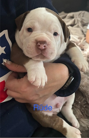 old englisch Bulldog