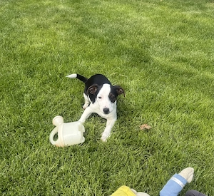 Sparky sucht ein Körbchen 