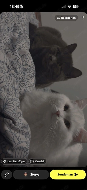 hauskatzen 