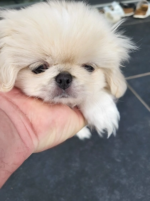 Reinrassige Minipekinese Welpen zu Verkaufen!!!