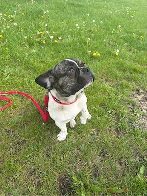 Französische Bulldogge mix  abzugeben   