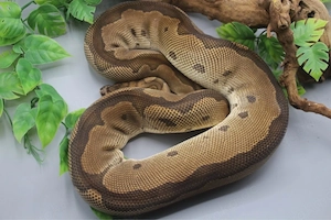 0.1 Clown ( Zuchtweibchen ) 2200g DNZ 2020
