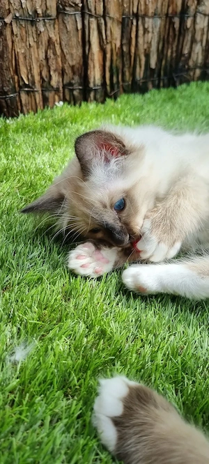   Abgabebereit: 4 bezaubernde Heilige Birma Kitten (Geb. 19.02.)  