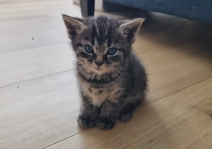 Kitten in liebevolle Hände abzugeben - Update 22.05 26