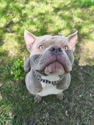 Pocket Bully Rüde Sucht Liebevolles Zuhause 