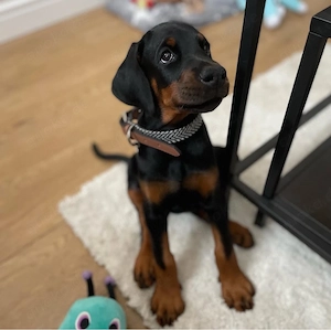 Charming Dobermann Welpen !!