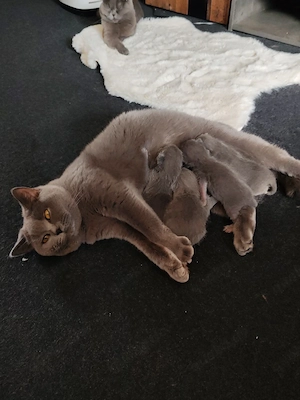 Wunderschöne reinrassige BKH Kitten (Blue & Tortie)   Reservierung