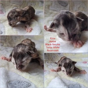 Reinrassige Maine Coon Kitten mit wesensfestem, verschmusten Charakter Bild 2