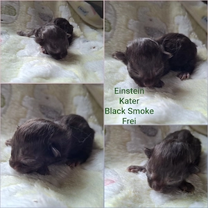 Reinrassige Maine Coon Kitten mit wesensfestem, verschmusten Charakter Bild 3