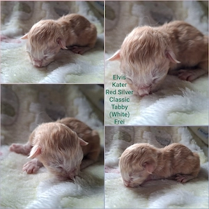 Reinrassige Maine Coon Kitten mit wesensfestem, verschmusten Charakter Bild 4