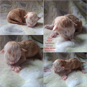 Reinrassige Maine Coon Kitten mit wesensfestem, verschmusten Charakter Bild 5