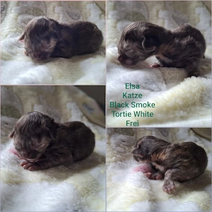 Reinrassige Maine Coon Kitten mit wesensfestem, verschmusten Charakter