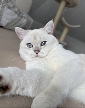 BKH Kater - Silver Shaded   12 Monate
