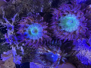 SUCHE Sandanemonen