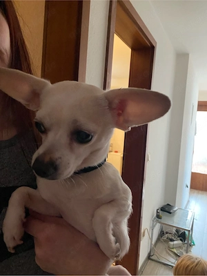 reinrassige Chihuahua luis sucht neues zuhause 