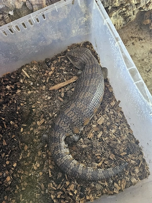 Trächtiges Blauzungenskink-Weibchen abzugeben Bild 2